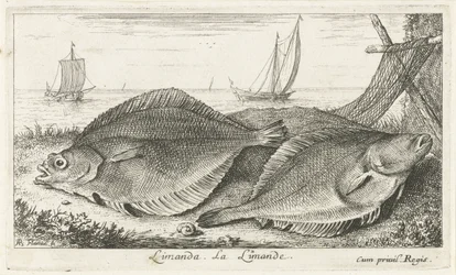 To dabber på stranden limanda. La Limande. (tittel på objekt) Fisk og andre sjødyr - saltvann tredje serie (serietittel) Poissons de mer (serietittel)