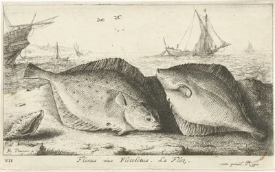 To rødspetter på stranden Flesus siue Fleteletus. La flez. (tittel på objekt) Fisk og andre sjødyr - saltvanns første serie (serietittel) Diverse Especes de Poissons de mer (serietittel)