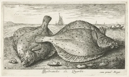 To rødspetter på stranden Quadratulus. LeQuarlet. (tittel på objekt) Fisk og andre sjødyr - saltvann tredje serie (serietittel) Poissons de mer (serietittel)