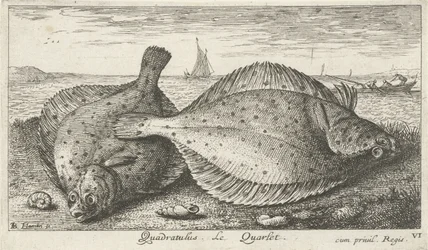 To rødspetter på stranden Quadratulus. LeQuarlet. (tittel på objekt) Fisk og andre sjødyr - saltvann tredje serie (serietittel) Poissons de mer (serietittel)