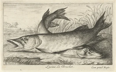 To gjedder på en elvebredd Lucius. Le Brochet. (tittel på objekt) Fisk og andre sjødyr - ferskvanns første serie (serietittel) Diverse Especes de Poissons d