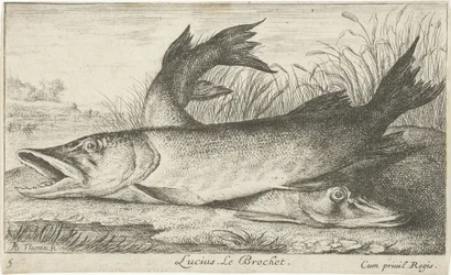 To gjedder på en elvebredd Lucius. Le Brochet. (tittel på objekt) Fisk og andre sjødyr - ferskvanns første serie (serietittel) Diverse Especes de Poissons d
