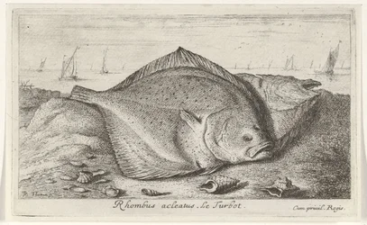 To piggvar på stranden Rhombus acleatus. Le Piggvar. (tittel på objekt) Fisk og andre sjødyr - saltvann tredje serie (serietittel) Poissons de mer (serietittel)