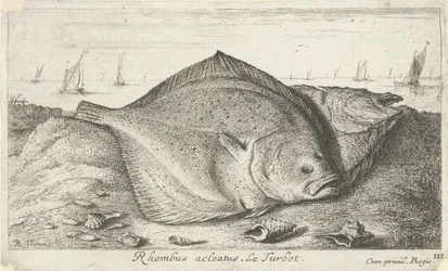 To piggvar på stranden Rhombus acleatus. Le Piggvar. (tittel på objekt) Fisk og andre sjødyr - saltvann tredje serie (serietittel) Poissons de mer (serietittel)