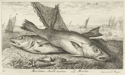 To hvittinger på stranden Merlanus. Aselli-art, Lemerlan. (tittel på objekt) Fisk og andre sjødyr - saltvanns første serie (serietittel) Diverse Especes de Poissons de mer (serietittel)