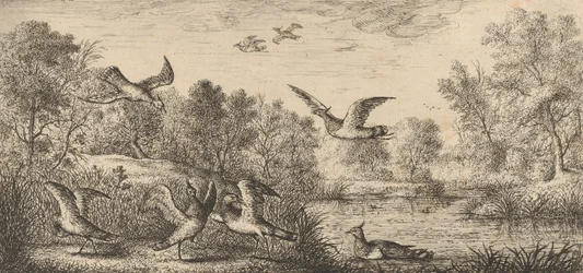 Vanellus, Vanneau The Lapwing: Livre d