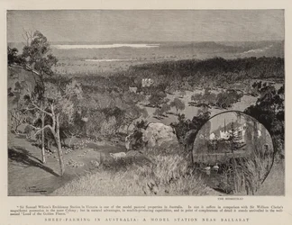 Saueoppdrett i Australia, en modellstasjon nær Ballarat