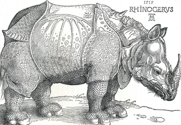 Et neshorn, 1515, 1906