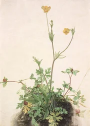 Smørblomster, rødkløver og groblad, 1526.
