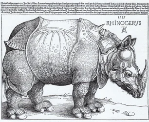 Latin: Rhinocerus Neshornet