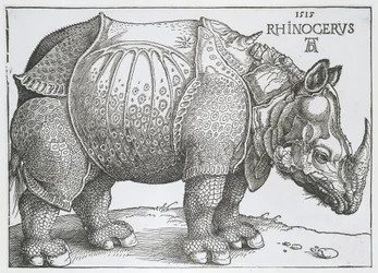 Neushoorn Neshorn (tittel på objekt)