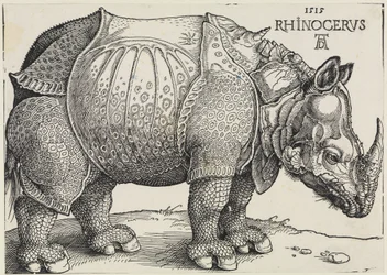 Rhinocerus (Neshornet)