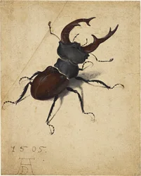 Stag Beetle, 1505.