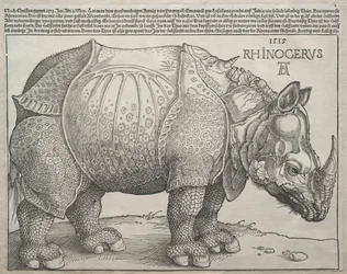 Neshornet, 1515