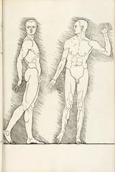 Anatomisk tresnitt fra Herein er forstått fire bøker av menneskelig proporsjon, 1528