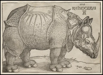 Neshornet, 1515