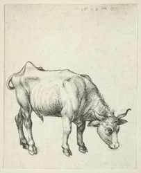 Ung okse, ca. 1493
