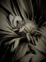 Indre rom, 2019, (fotografi)