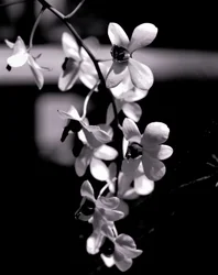 gjeng, 2019, (fotografi)