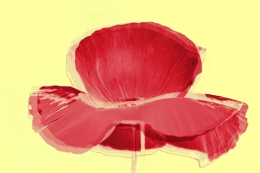 rød tulipan, 2019, (blandet media)