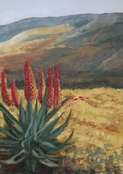 Rød aloe – ørkenblomst