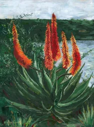 Den livlige Aloe-sjøen