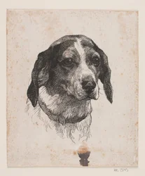 Et hundehode