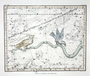The Constellations (Plate XXVII) Hydra Continua, Crater, Covus, Centaurus et Lupus, fra 