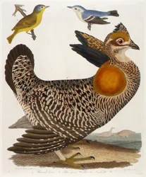 1. Fjærrype. 2. Blågrønn sangfugl. 3. Nashville W., fra boken American Ornithology