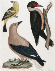 Louisiana Tanager, Clarks kråke, Lewis#39; hakkespett