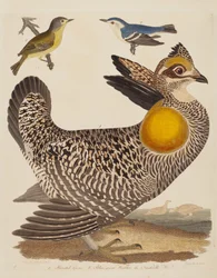Pinnated Grous, Blue-green Warbler og Nashville Warbler, utgitt 1808-1814.