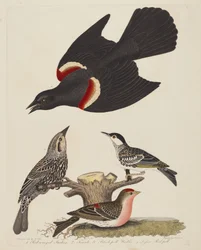 Rødvingestær, hunn av rødvingestær, svarthodesanger og mindre..., utgitt 1808-1814.