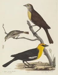 Yellow-headed Blackbird, Female Blackbird, and Female Cape May Warbler   1240508   no       norwegian Successfully Translated  Original: Korean women washing clothes in a river (colour litho) Translat: Korean women washing clothes in a river (colour litho)