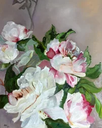 Rosa og hvite pioner