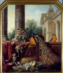 Stilleben med påfugl, en papegøye, en ape og drueklaser. 18. århundre. 2,05 x 1,8 m, Lyon, Musée des Beaux-Arts