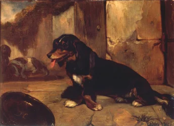 Basset hund