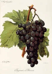 Ingrams Muscat-drue av A. Kreyder