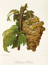 Madeleine Salomon drue av A. Kreyder