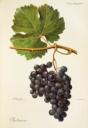 Piedirosso-drue av A. Kreyder