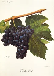 Tinto Cao-drue av A. Kreyder