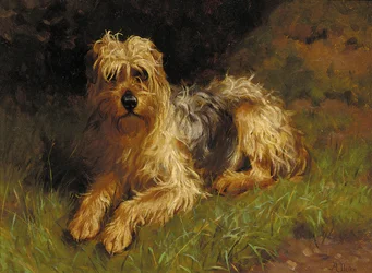 Myk belagt Wheaten Terrier