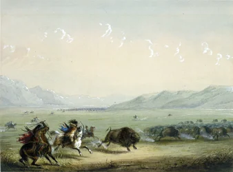 Løpende bison