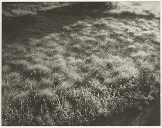 Grass and Frost, 1934.