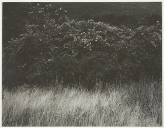 Hekk og gress - Lake George