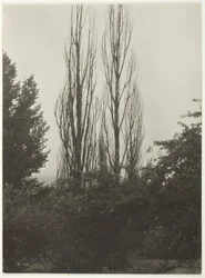 Poplars - Lake George, 1935.
