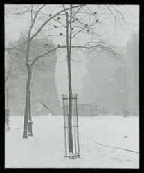 Tre i snø, New York City