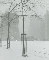 Tre i Snow, New York City, 190002.