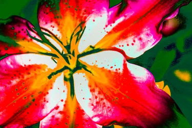 California Lily, 2016 (håndmalt fotografi)