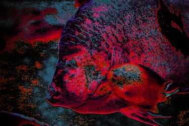 Fingerling, 2018 (håndmalt fotografi)