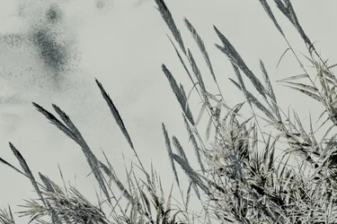 Innhøsting, 2017 (håndmalt fotografi)